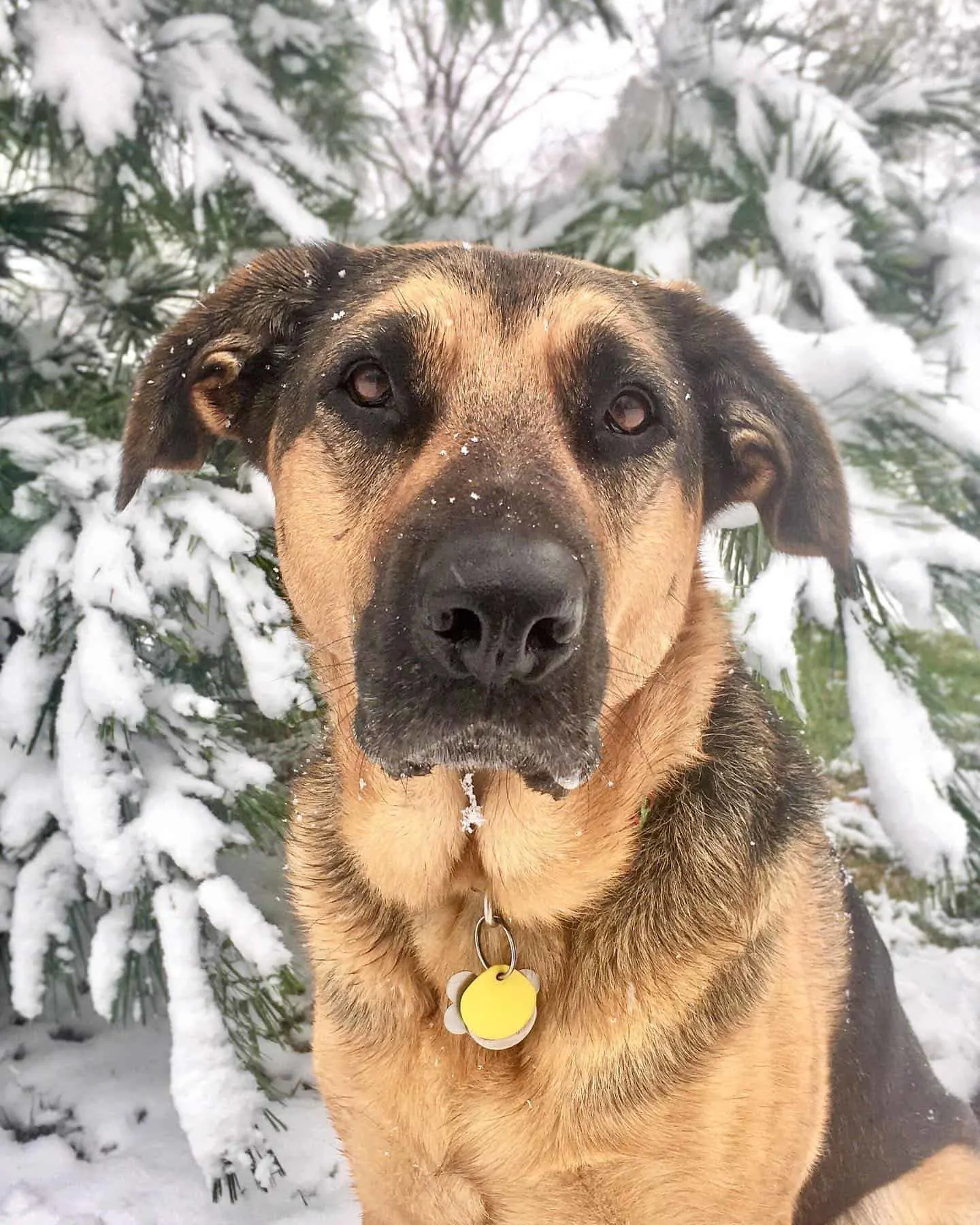 Sheprador in the snow