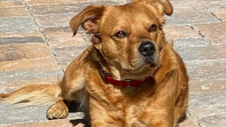 shih tzu pitbull mixed breed dog