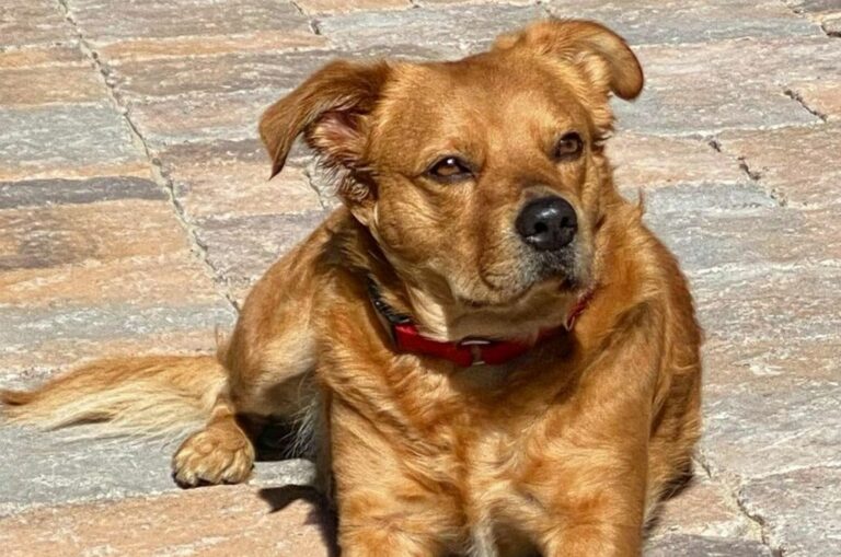 shih tzu pitbull mixed breed dog