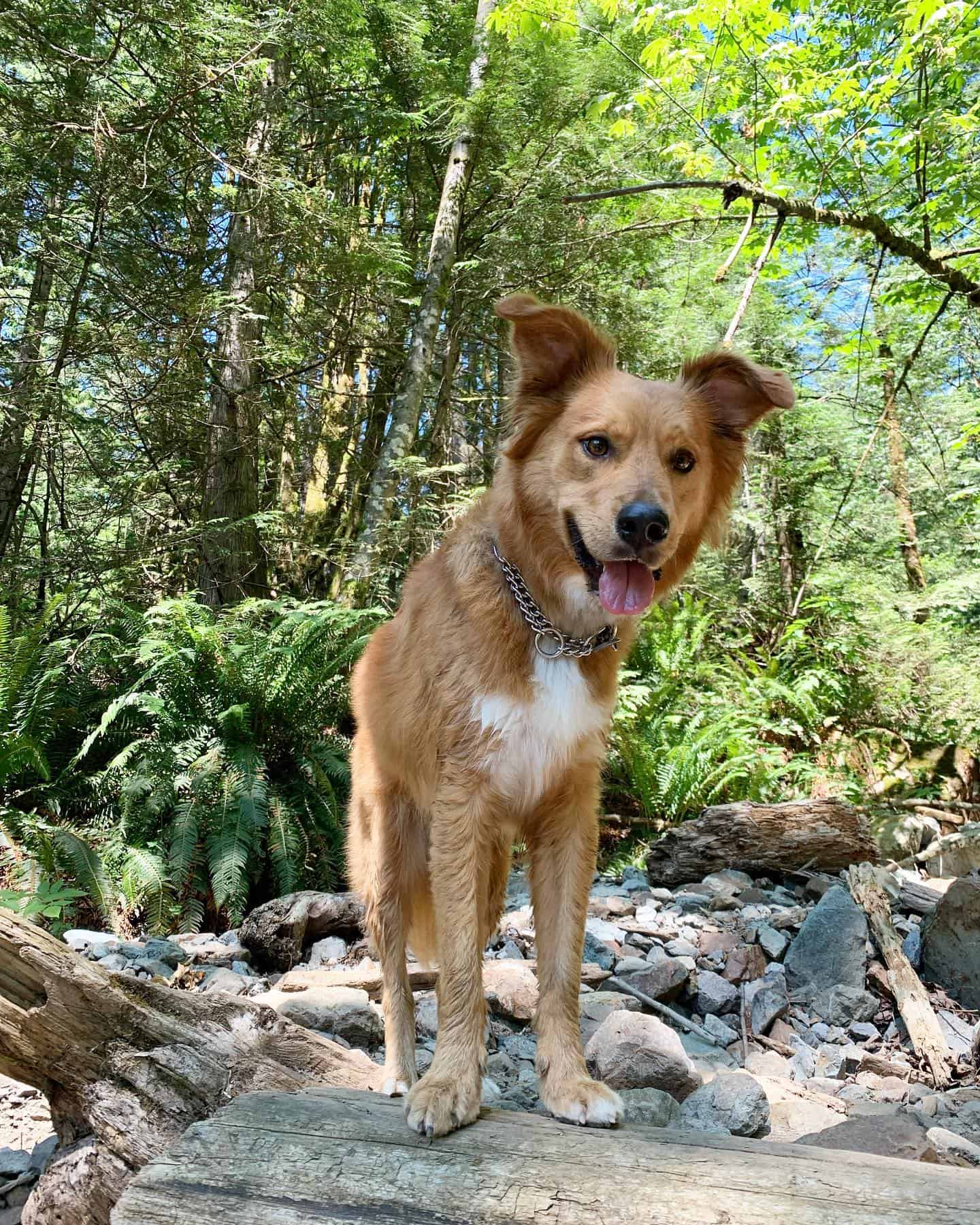 Shollie dog in nature