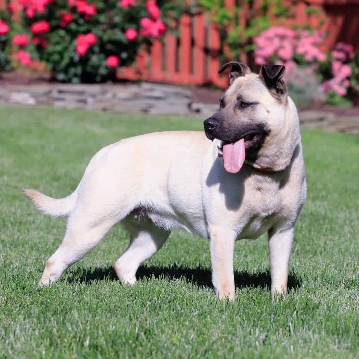 Shug dog on the green grass