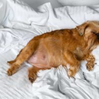 dog about to go into labor soon