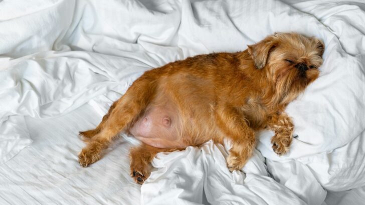12 Signs A Dog Is Going Into Labor Soon