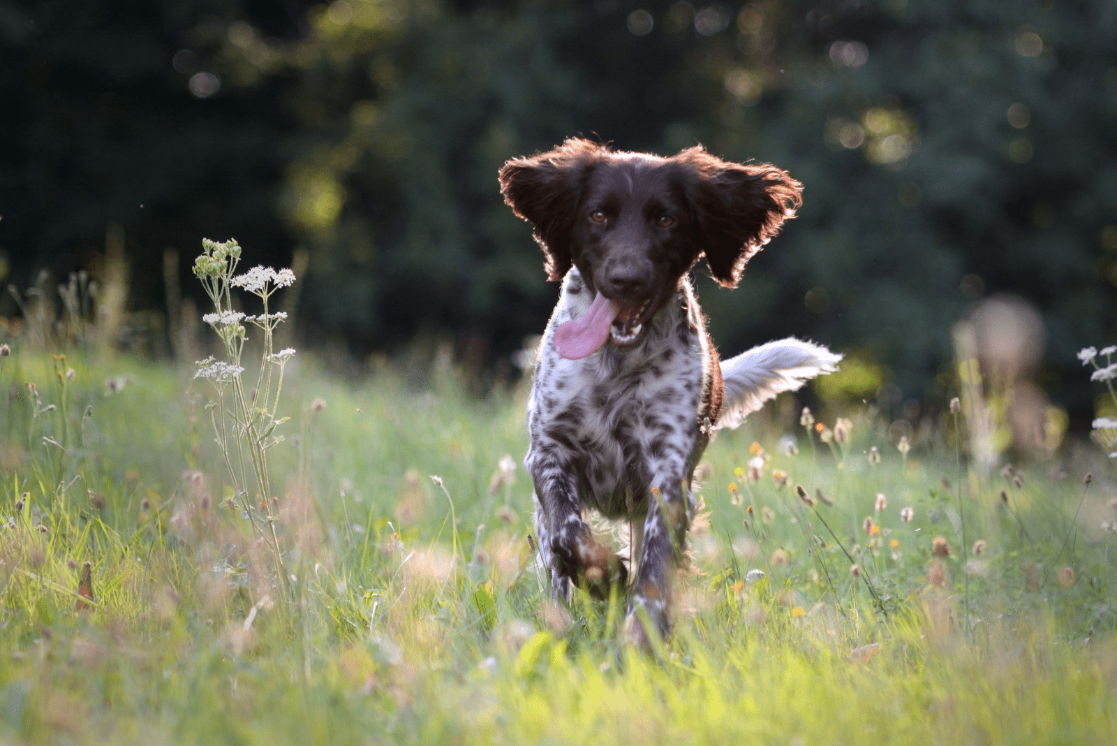 Small Münsterländer Pointer