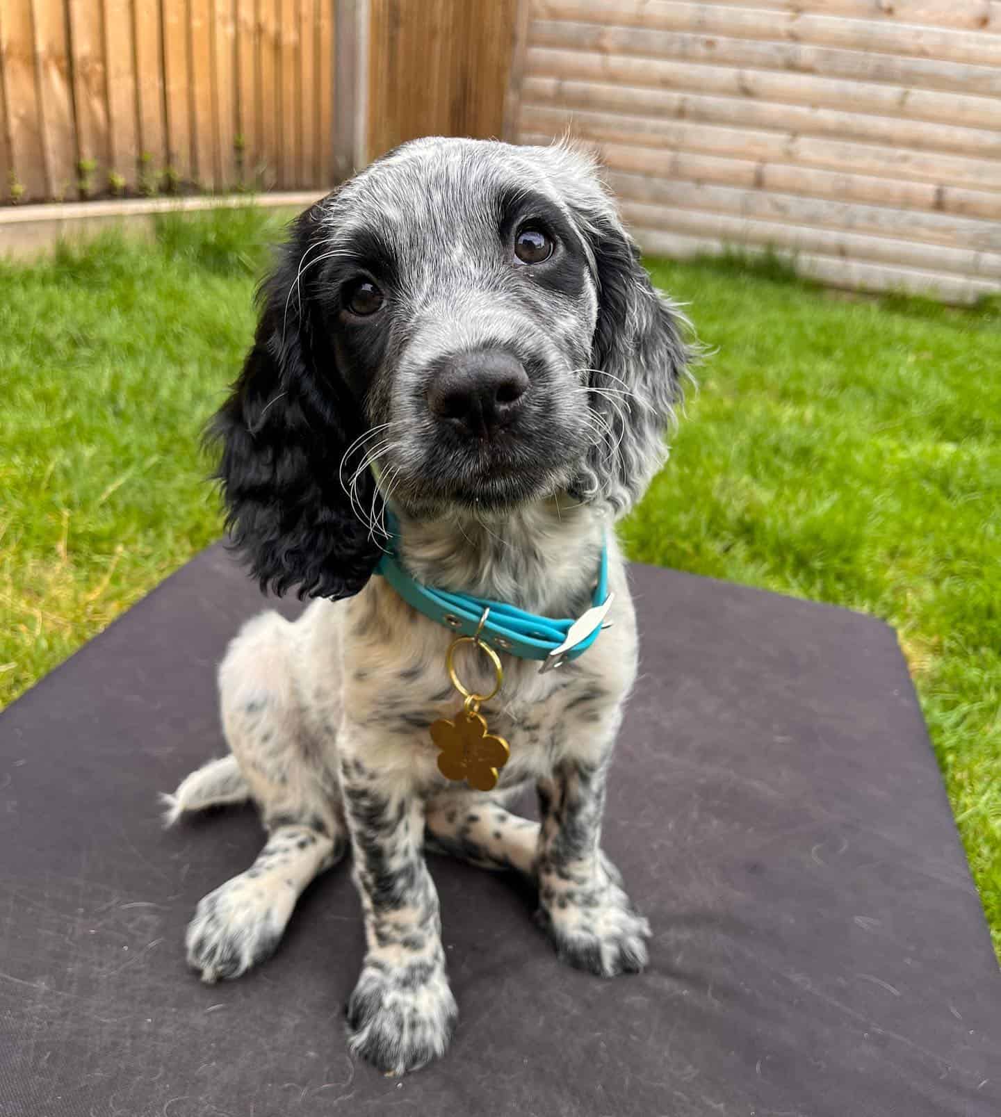 Sprocker Spaniel dog