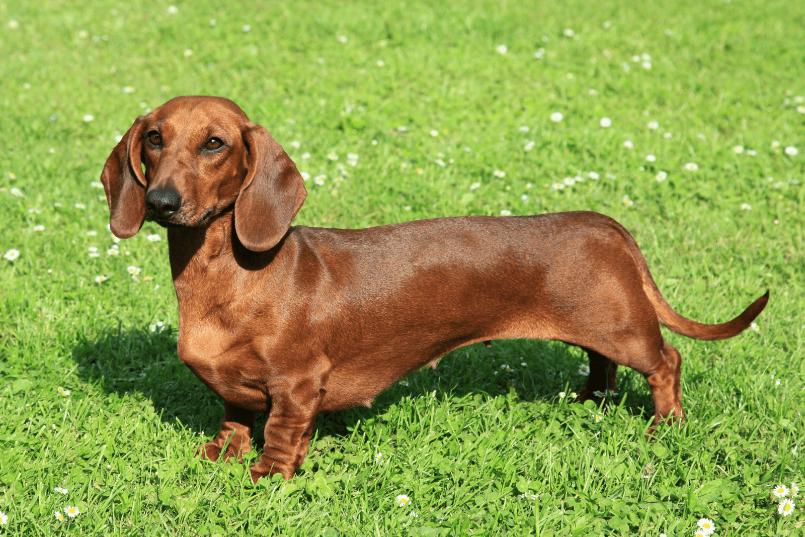 Standard dachshund standing on grass