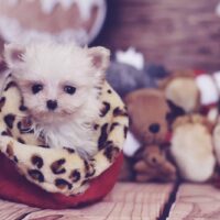 teacup maltese dog