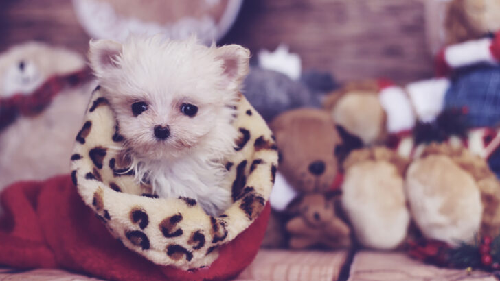 Teacup Maltese: A Tiny White Pooch To Love