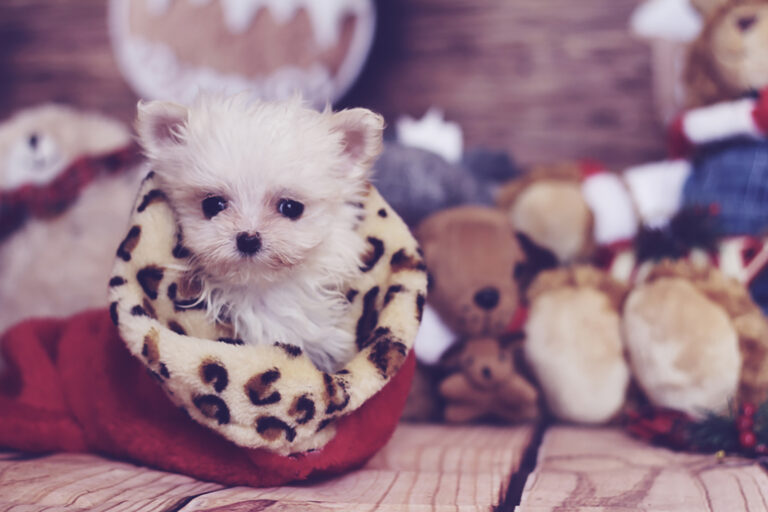 teacup maltese dog