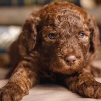 teacup labradoodle lying on a blanket at home