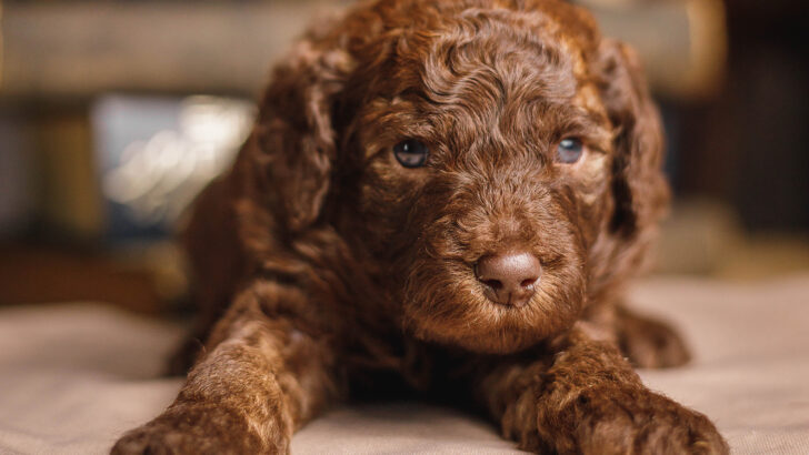 Teacup Mini Labradoodle: Meet Your Favorite Doodle