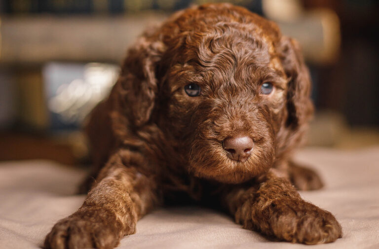 teacup labradoodle lying on a blanket at home