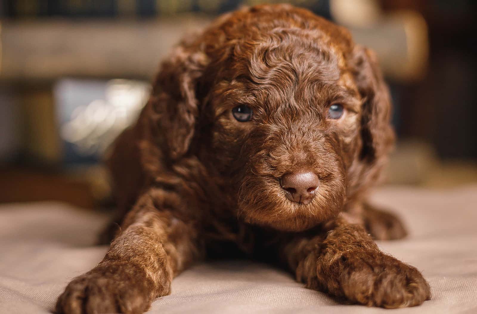 Teacup Mini Labradoodle: Meet Your Favorite Doodle