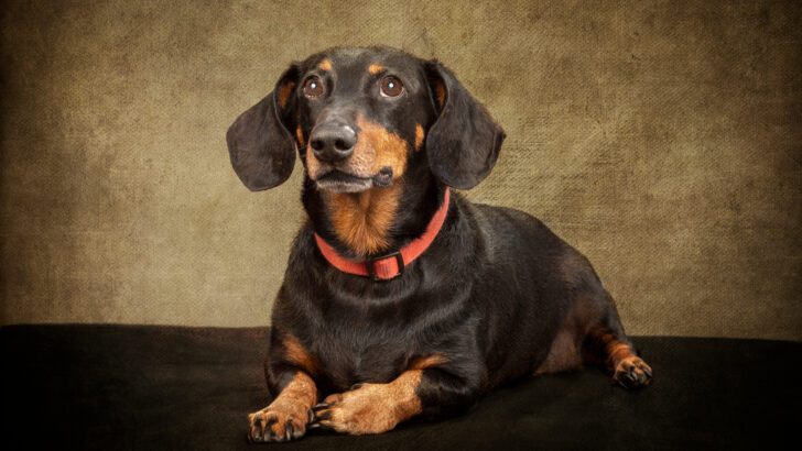 Teacup Miniature Dachshund: 411 On The Tiniest Wiener Dog