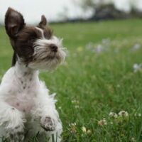 teacup schnauzer running