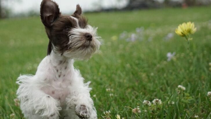 Teacup Miniature Schnauzer—The 411 On This Adorable Dog Breed