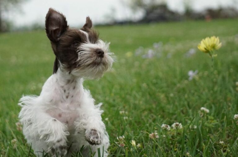 teacup schnauzer running