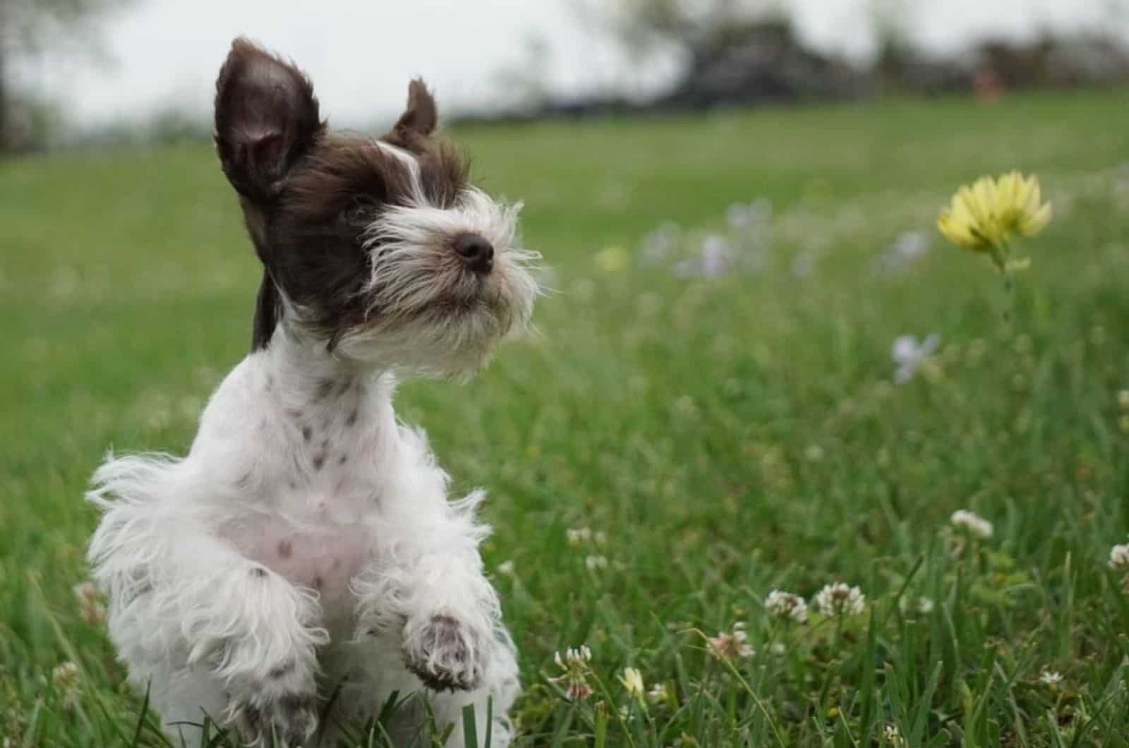 teacup schnauzer running