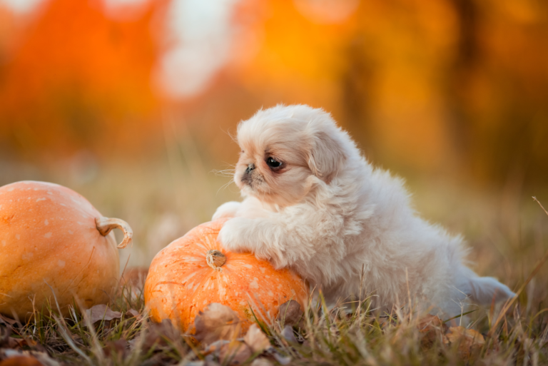 adorable Teacup Pekingese leaning against a pumpkin