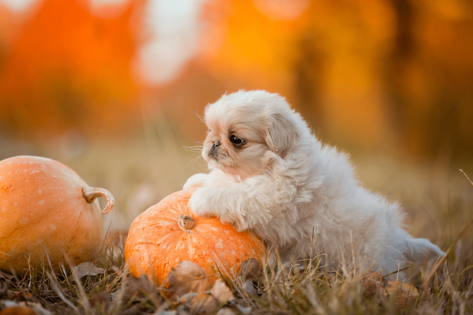 adorable Teacup Pekingese leaning against a pumpkin
