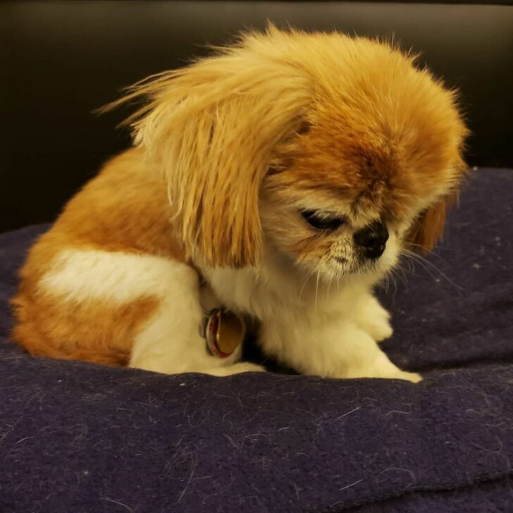 Teacup Pekingese Appearance, Temperament, Grooming, And More