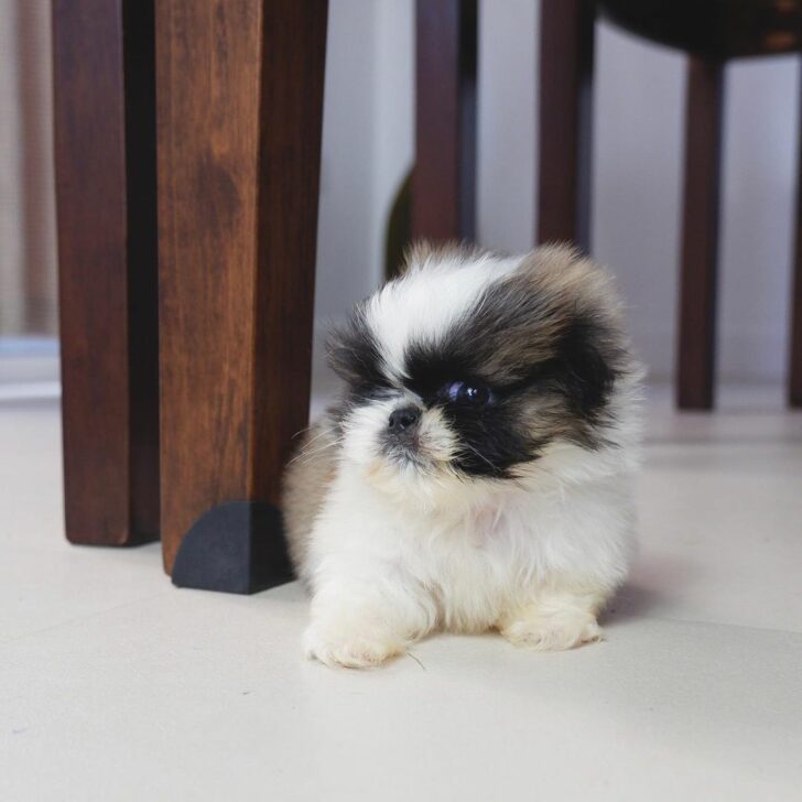 Teacup Pekingese Appearance, Temperament, Grooming, And More