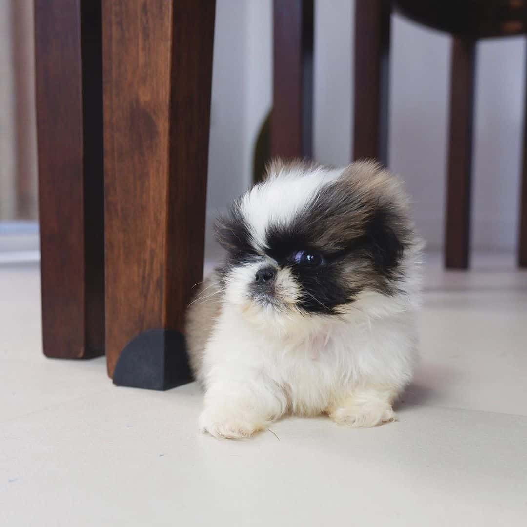 Teacup Pekingese sitting on the floor