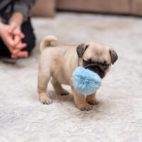 a tecup pug playing indoors