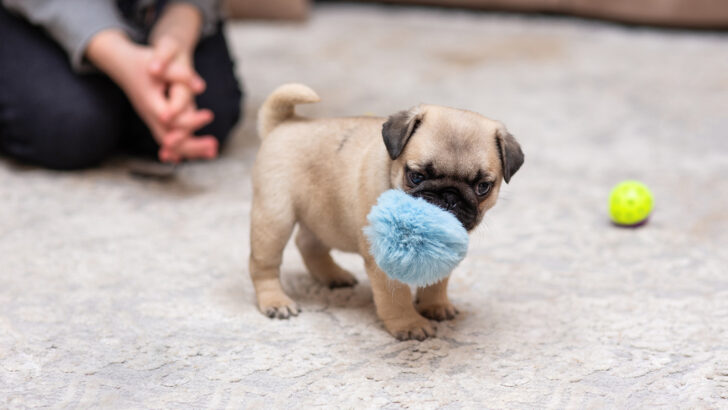 Teacup Pug: Is This The Right Pug For You?