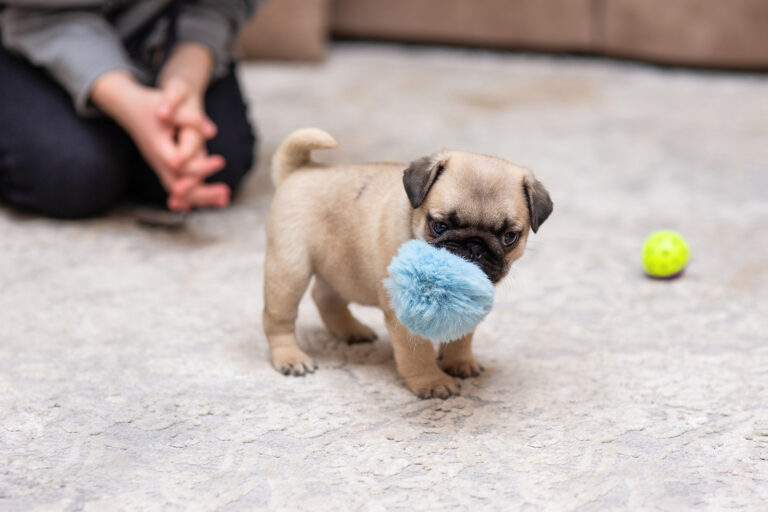 a tecup pug playing indoors