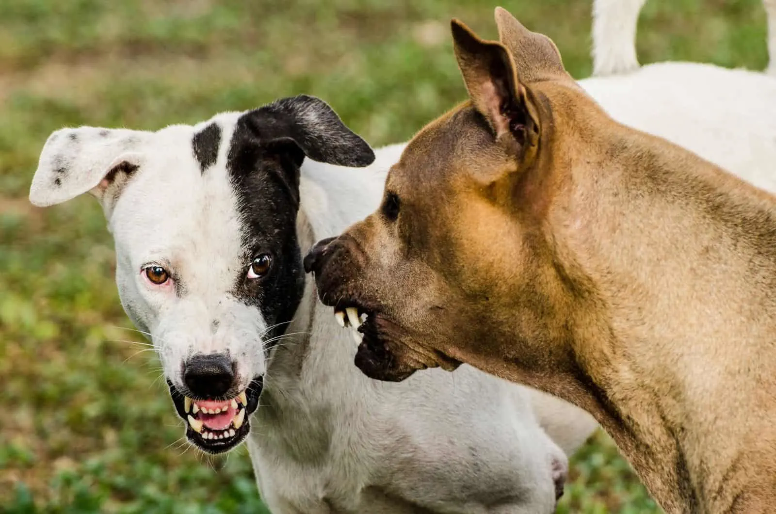 Thai dogs scare each other in an aggressive behavior