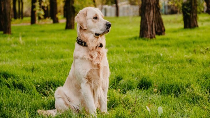 The 10 Best Golden Retriever Breeders In Minnesota