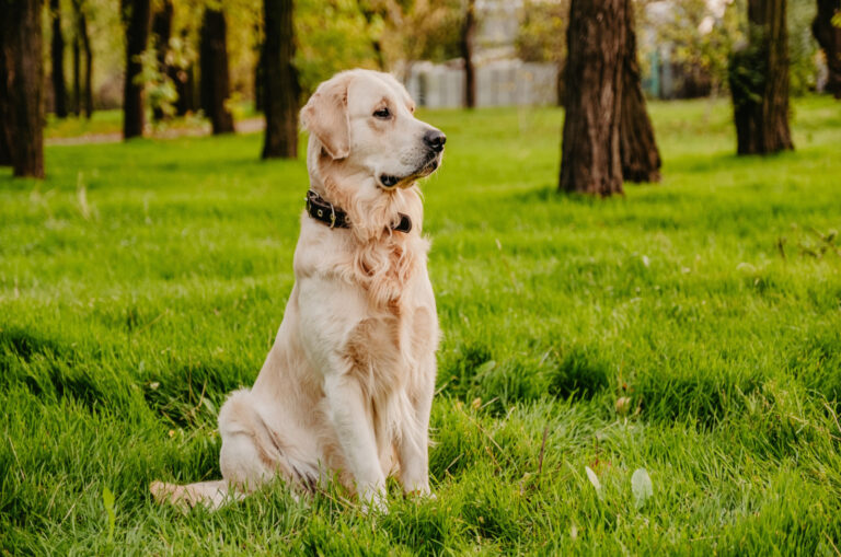golden retriever standing in the park