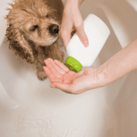 a woman bathes a dog in a bathtub