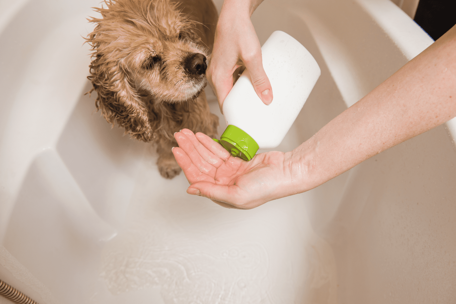 The 22 Best Smelling Dog Shampoos For All Coat Types