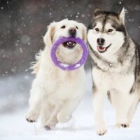 golden retriever and alaskan malamuterunning on the snow