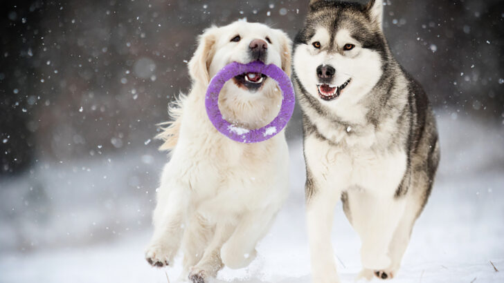 The 22 Healthiest Dog Breeds – Dogs Who Live Long And Prosper