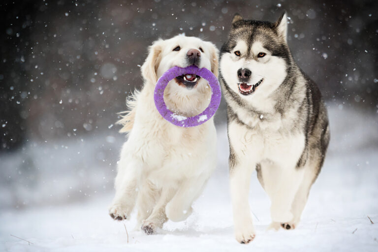 golden retriever and alaskan malamuterunning on the snow