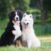bernese mountain dog and samoyed