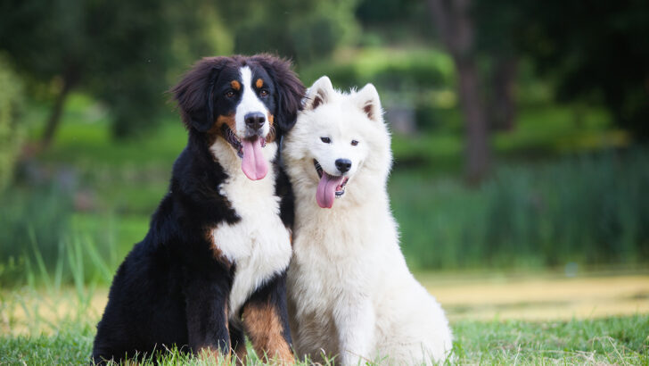The 25 Most Expensive Dog Breeds In The World