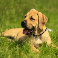 boerboel dog in the grass