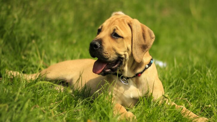 The 3 Best Boerboel Breeders In The UK