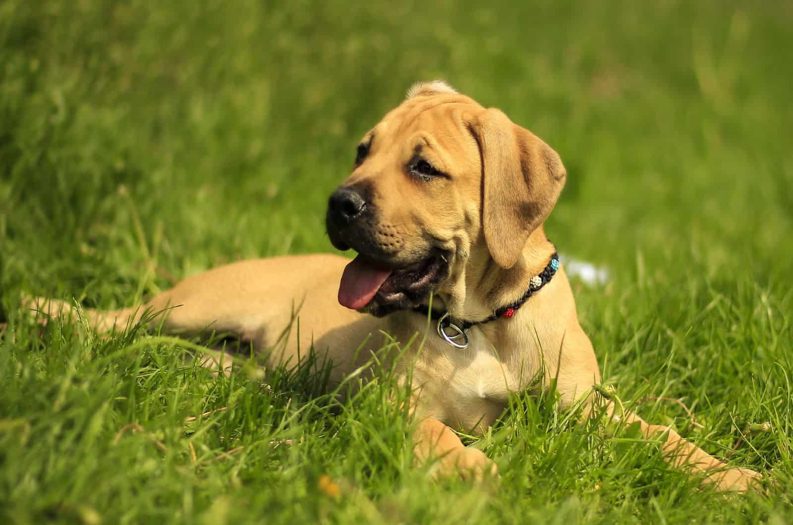 boerboel dog in the grass