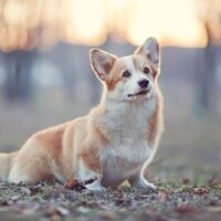 pembroke welsh corgi