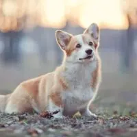 pembroke welsh corgi