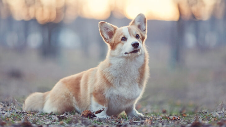 The 3 Most Reputable Corgi Breeders In Ontario