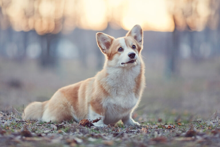 pembroke welsh corgi