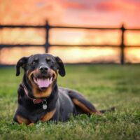 big Rottweiler sitting outside