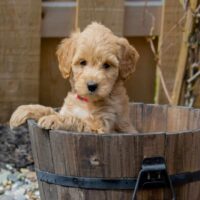 mini goldendoodle in a wooden can