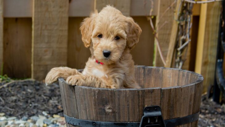 7 Best Shampoos For Goldendoodles: Achieve Silky Soft Fur